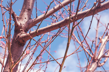 bare branches of a peach tree with spring blossoms