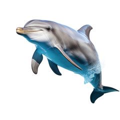 Obraz premium Dolphin real isolated on transparent backgound
