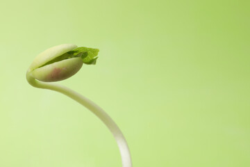 One kidney bean sprout on green background, closeup. Space for text