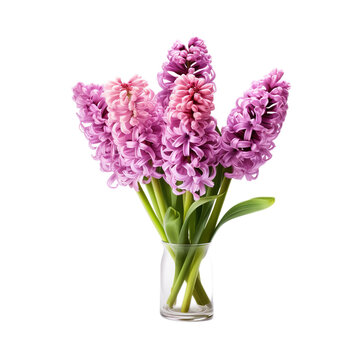 Hyacinth realistic isolated on clean white backgound