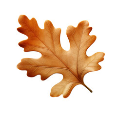 Fototapeta premium Oak Leaf isolated on clean white backgound
