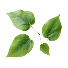 Poplar leaves isolated on clean white backgound