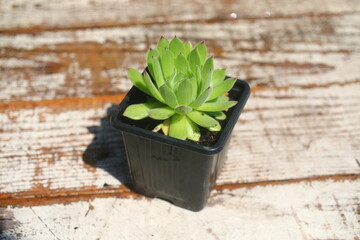 rojnik ciemnozielony Sempervivum © Perovskia