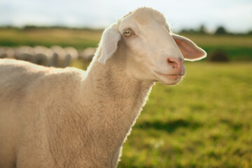 Cute sheep grazing outdoors on sunny day. Farm animal