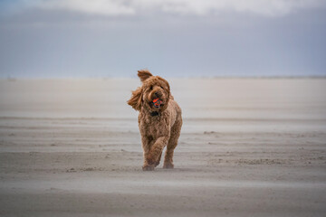dog fetching the ball on beach of schiermonnikoog