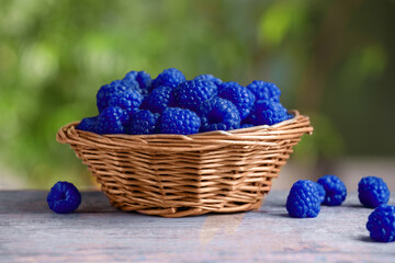 Many fresh blue raspberries in wicker bowl on table, closeup