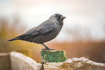 blackbird sitting on a fence