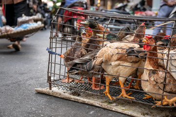 Chickens and Ducks in a cage, ready for sale at a Vietnamese street marke