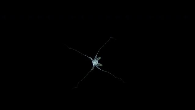 Larva of sea spider Phoxichilidium femoratum under microscope, order Pantopoda. Protonymphon stage. After hatching, they parasitize Anthoathecata. White sea