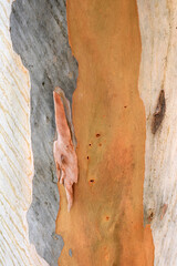 Closeup vertical of orange, gray and beige striped eucalyptus bark pattern and texture, Canary Islands, Spain. 