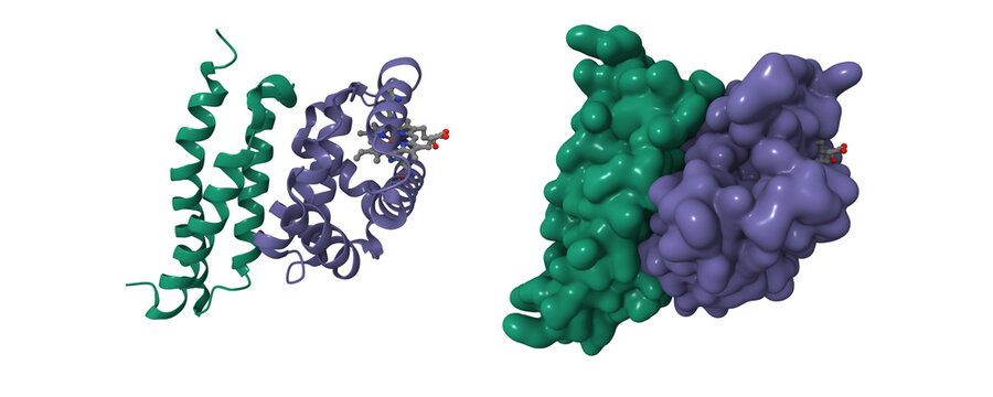 Crystal structure of oxidized alpha hemoglobin (green) bound to alpha-haemoglobin-stabilizing protein. 3D cartoon and Gaussian surface models, chain id color scheme, PDB 1z8u