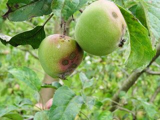 Spoiled apple fruits in orchard, Dothideales on apple tree, crop loss close-up