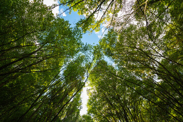 Carbon net-zero or carbon neutral concept background. Trees from below in the forest with partly cloudy sky. - obrazy, fototapety, plakaty