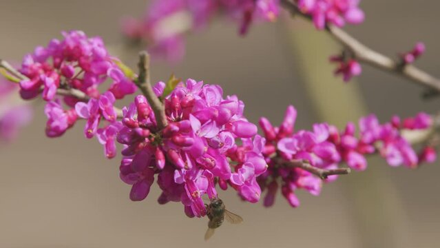 Love Tree. Bee Pollination Of Spring Blossoming Judas Tree. Flowering Plant Family Fabaceae. Close up.