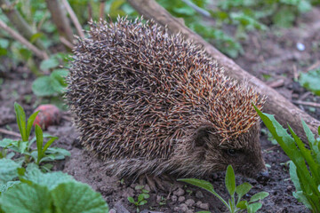 A prickly hedgehog runs early in the morning, a wild hedgehog is running through a garden in nature, there is grass near it © Demdi