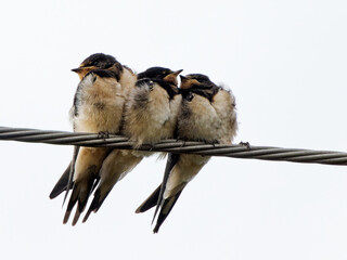 Hirondelles rustiques juvéniles © Olympixel