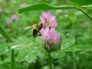Blooming clover in natural conditions, close-up, growing for fodder, pink flower