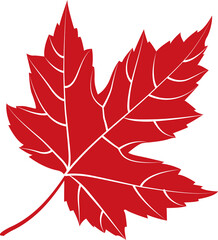 Autumn maple leaf, png file no background