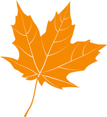 Autumn maple leaf, png file no background