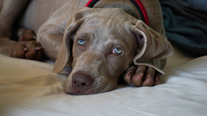 Close-up of a weimaraner puppy with wide open blue eyes.
