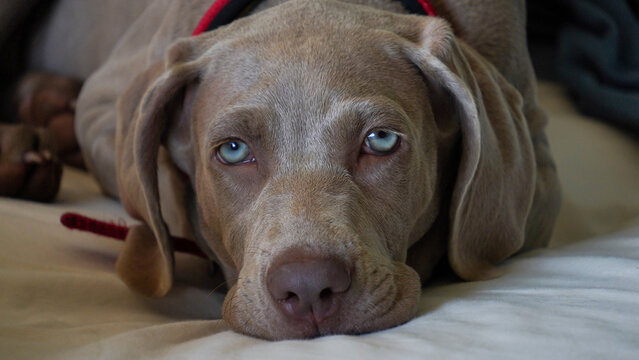 Close-up of a weimaraner puppy with wide open blue eyes. - Powered by Adobe
