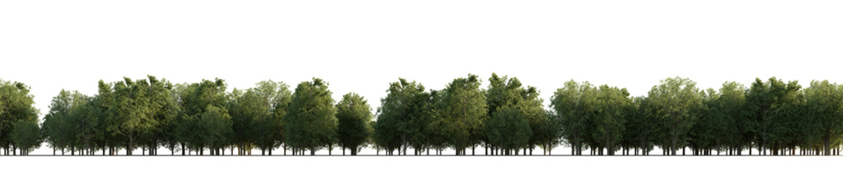 Fototapeta isolated deciduous tree, best use for background