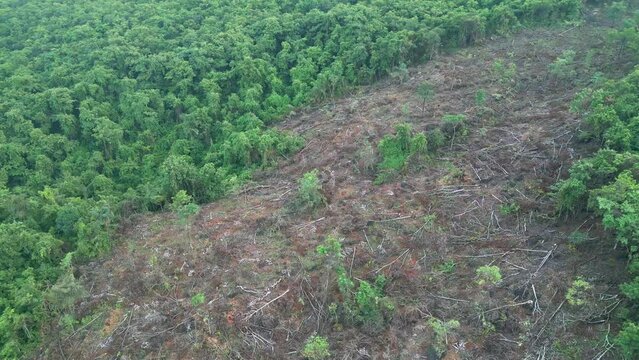 lots of  trees have been cut down in the forest malvan drone shot