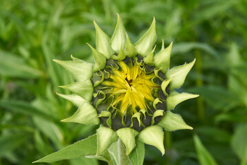 Sonnenblume mit Blüte kurz vor dem Aufgehen