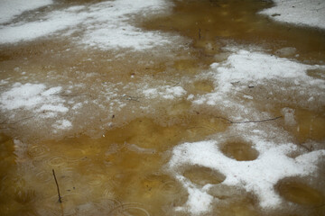 Melt water in forest. Snow melts in forest. Spring melting.