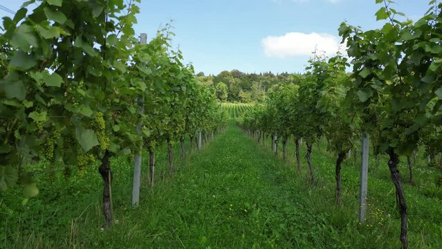 Drone shot rising up from between rows of vines to reveal English vineyard near Albury Surrey UK on a sunny August day