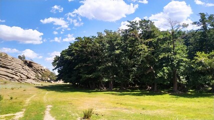 landscape with trees
