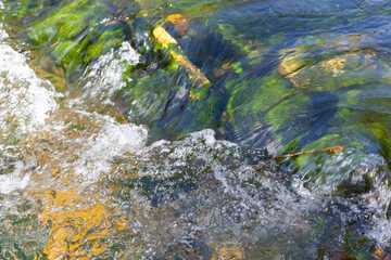 stone and green algae at the bottom of the river