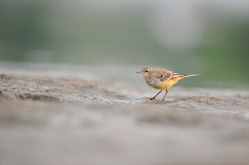 bergeronnette matinée