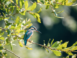 Kingfisher Perched on a Branch Fishing