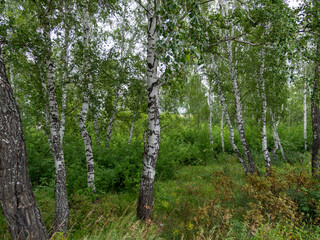 Obraz premium Crown of trees with a bright day of sun and rays