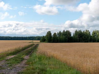 Yellow grain ready for harvest growing in a farm field