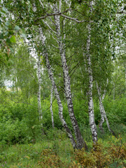 Naklejka premium Crown of trees with a bright day of sun and rays
