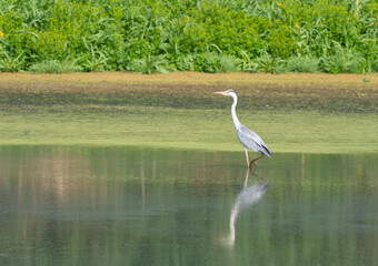 The grey heron is a long-legged predatory wading bird of the heron family