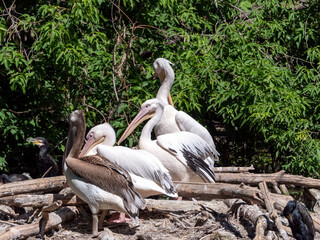 White Pelican (Pelecanus onocrotalus) also known as the Eastern White Pelican