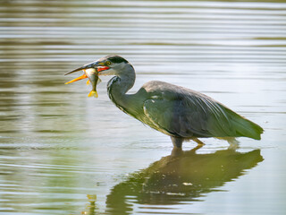 Grey Heron Catching a Fish