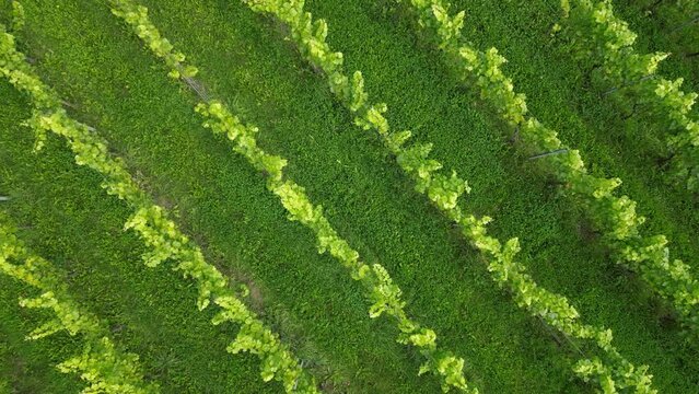 Drone shot rising up over diagonal rows of vines in English vineyard near Albury Surrey UK on a sunny August day