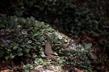 Lizard sits in the middle of sheets on a stone, frozen, and cannot be seen. This is a species of animal that camouflages itself well.Light falls thinly on lizard; there are no living organisms around.