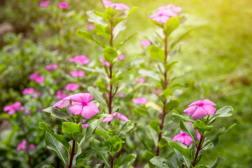 Gerbera flower, mosquito repellent flower,beautiful pink flower mosquito repellent,Beautiful pink...