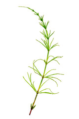 Cutting horsetail plants isolated islate on white background