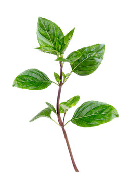 Naklejki Red rubin basil bush This basil variety has unusual reddish-purple leaves, and a stronger flavour than sweet basil, making it most appealing for salads and garnishes. isolated on white background