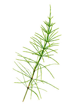 Cutting horsetail plants isolated islate on white background