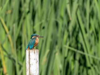 Kingfisher siting on a post fishing