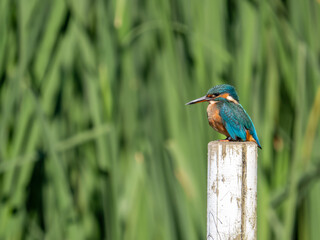 Kingfisher siting on a post fishing