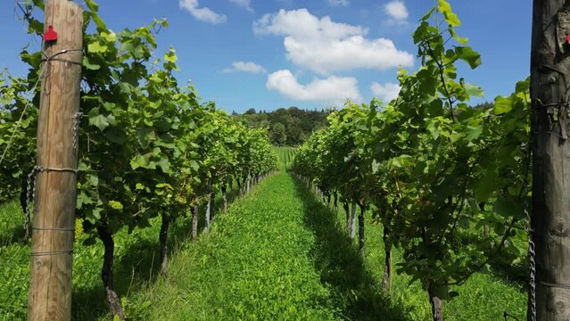 Low-level drone shot moving forward between rows of vines in English vineyard near Albury Surrey UK on a sunny August day
