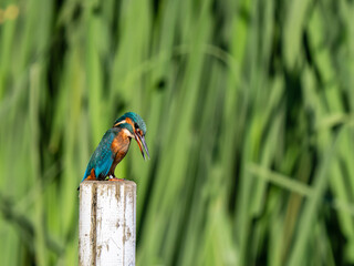 Kingfisher siting on a post fishing